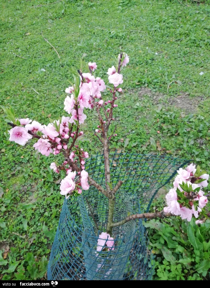 Vaccata