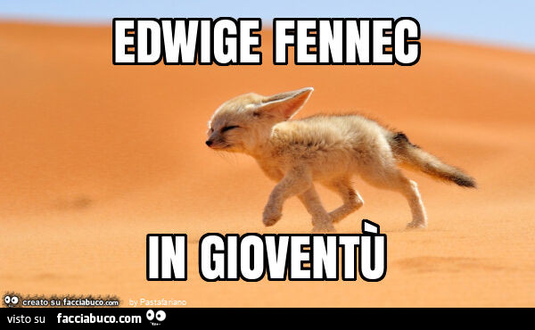 Edwige fennec in gioventù