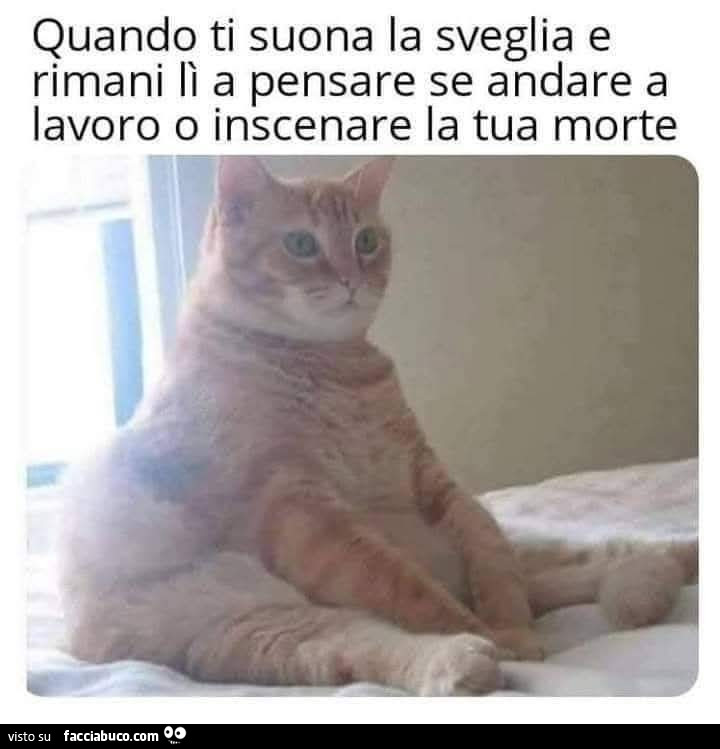 Sveglia
