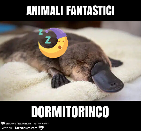 Animali fantastici dormitorinco