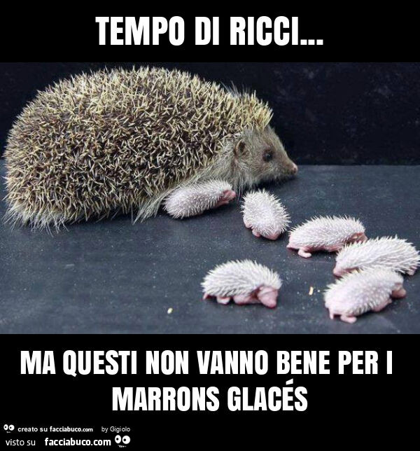 Tempo di ricci… ma questi non vanno bene per i marrons glacés