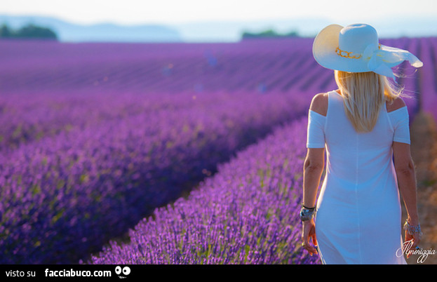 Campi di lavanda