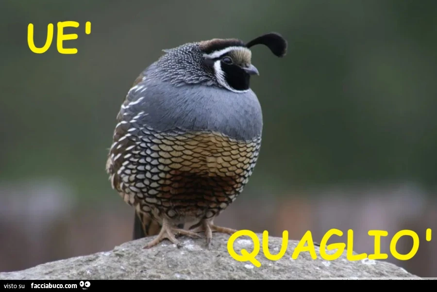 Quagliona