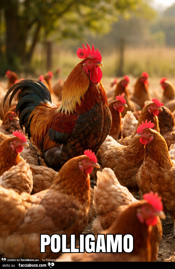 Polligamo