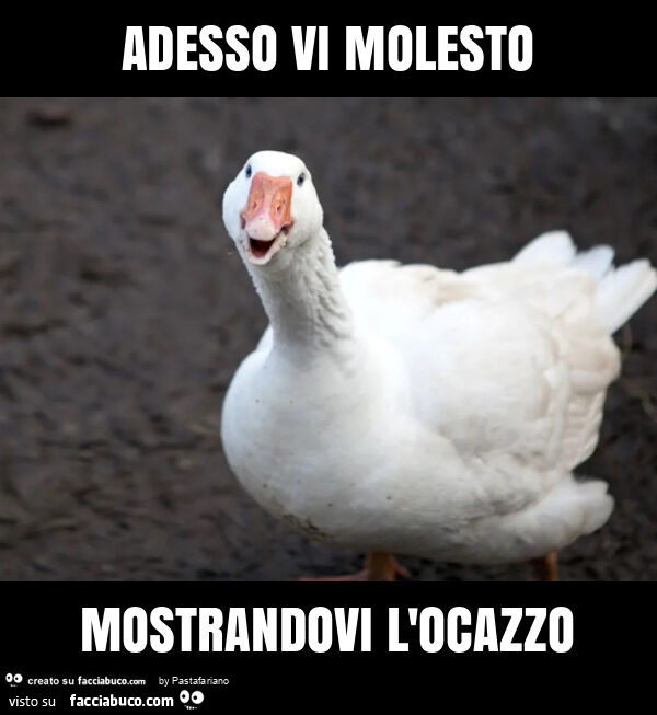 Adesso vi molesto mostrandovi l'ocazzo