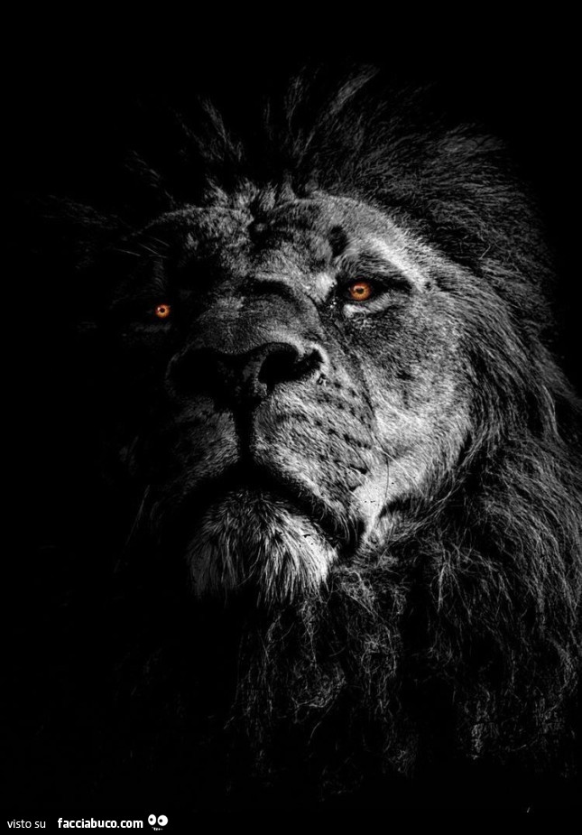 Leone in bianco e nero
