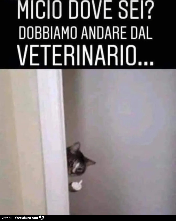 Vet