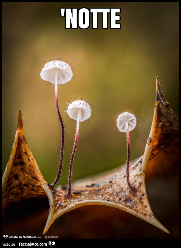 'notte