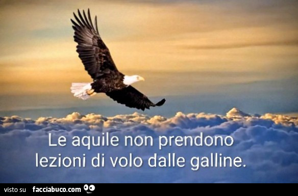 Aquila