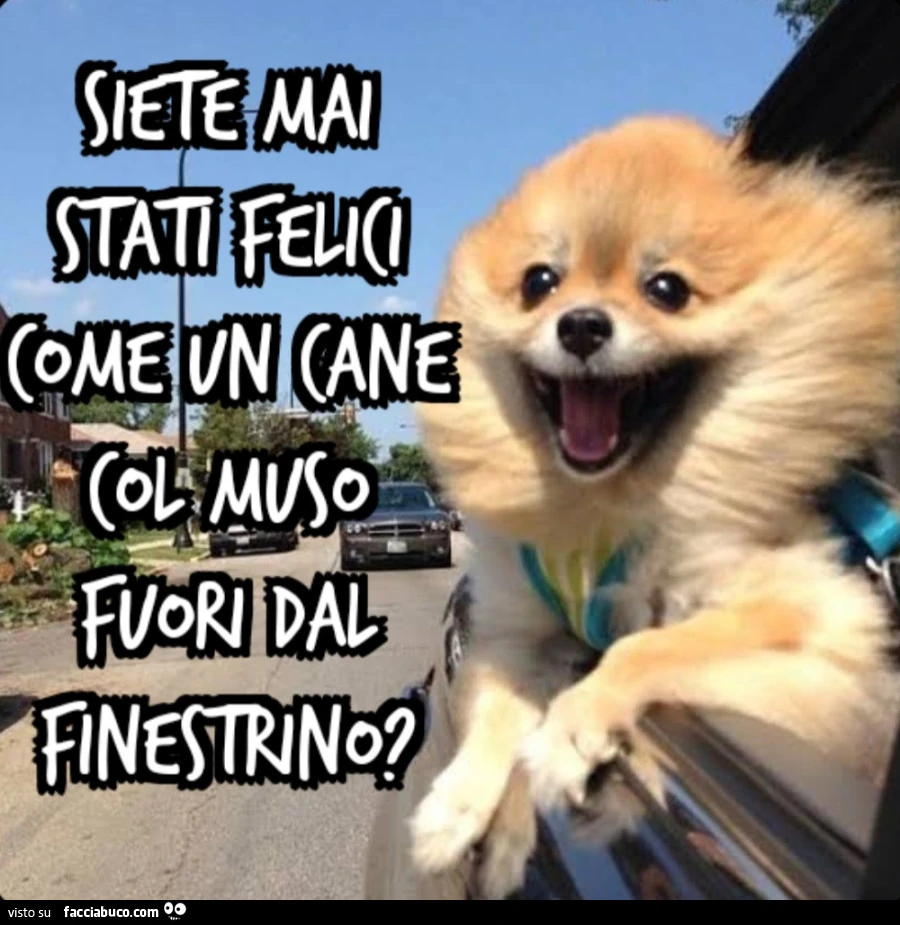 Siete mai stati felici come un cane col muso fuori dal finestrino