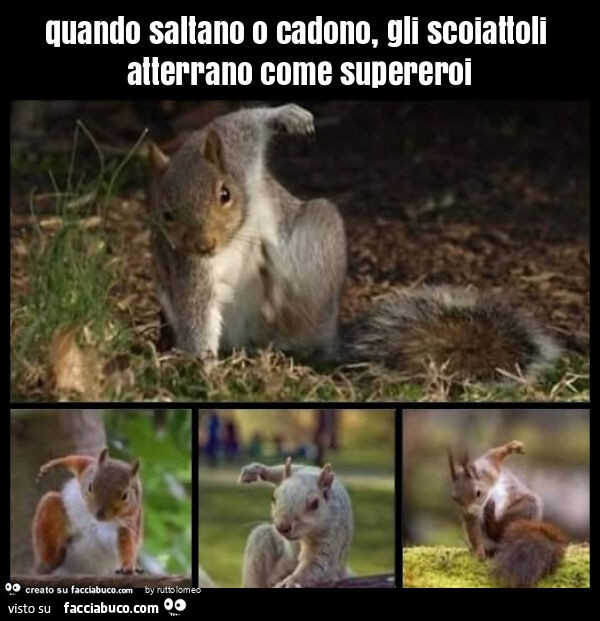 Quando saltano o cadono, gli scoiattoli atterrano come supereroi