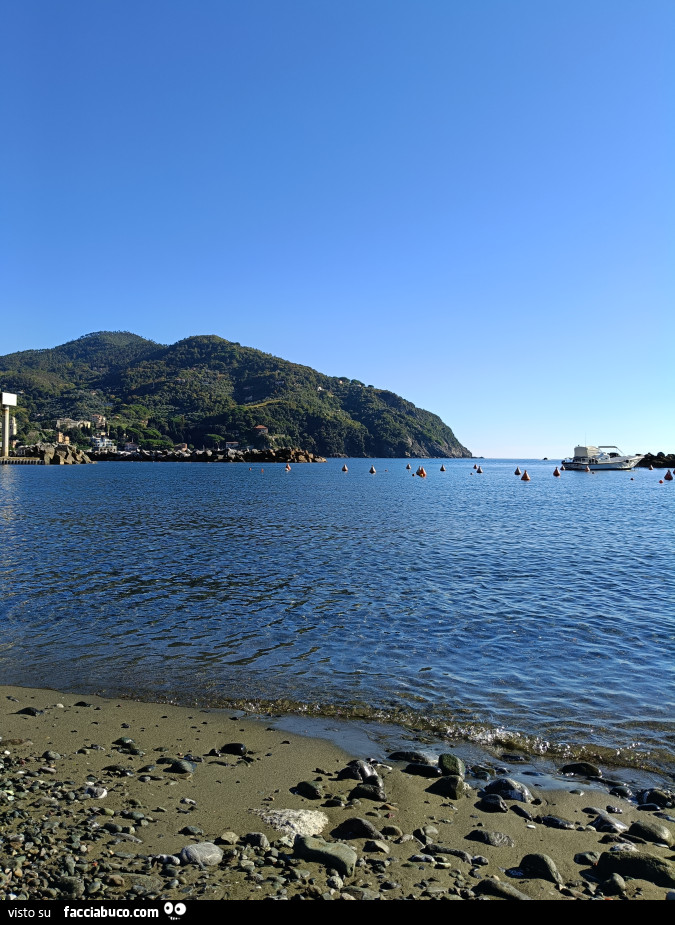 Vaccata