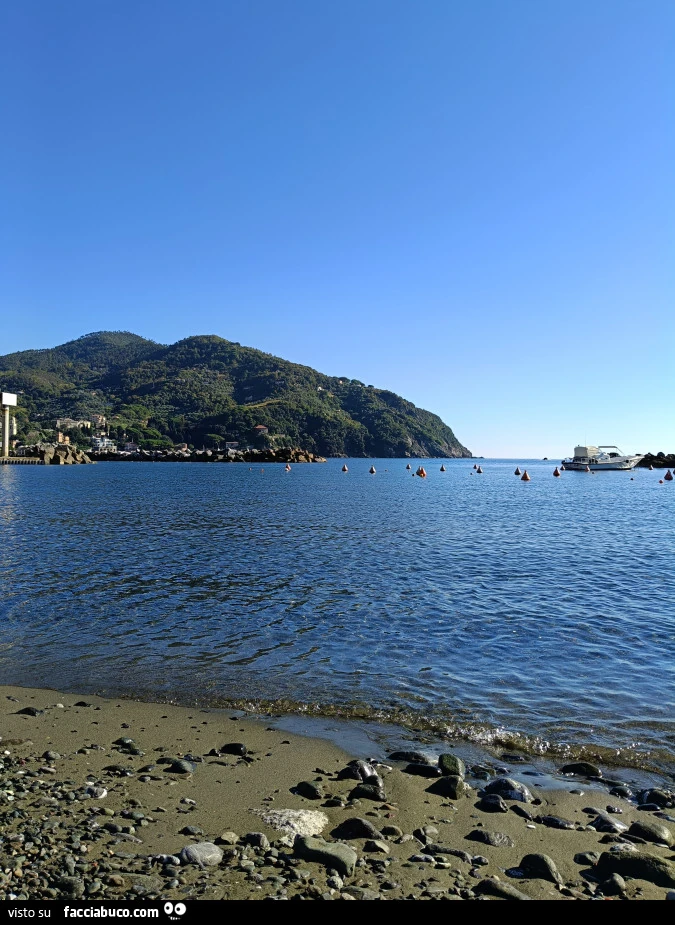 Vaccata