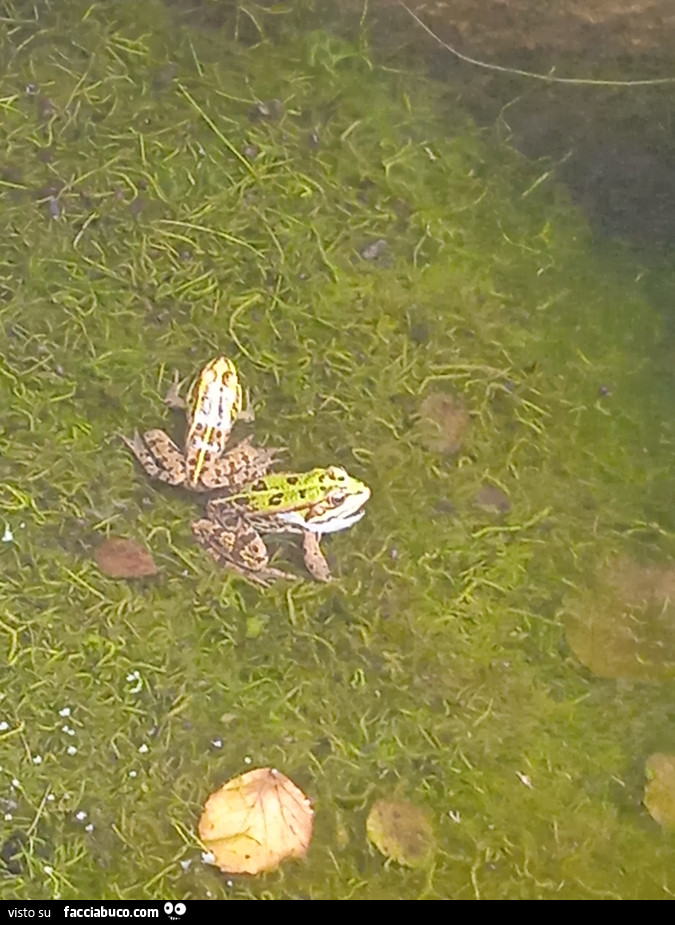 Vaccata