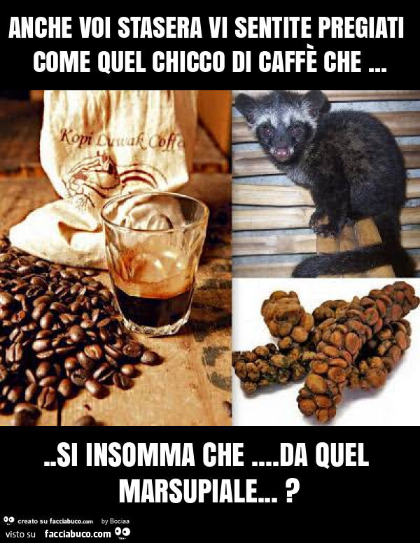 Anche voi stasera vi sentite pregiati come quel chicco di caffè che&hellip; si insomma che&hellip; da quel marsupiale&hellip; ?