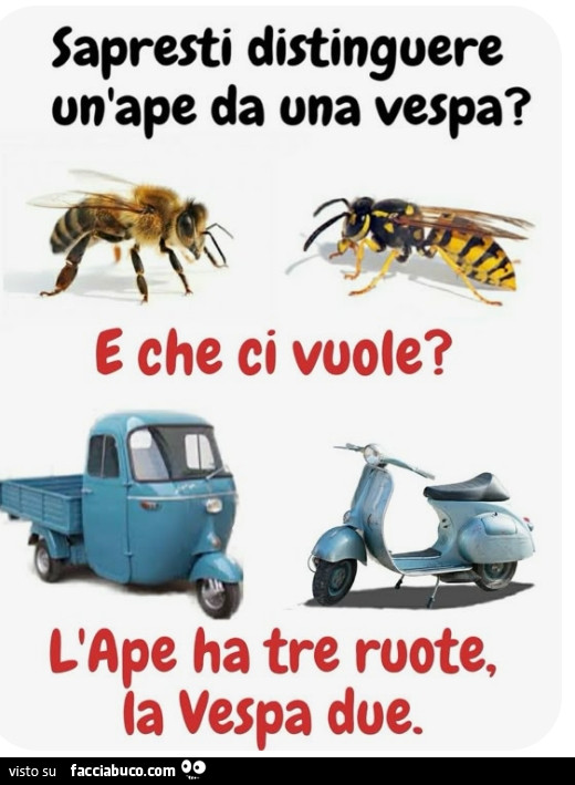 Insetti
