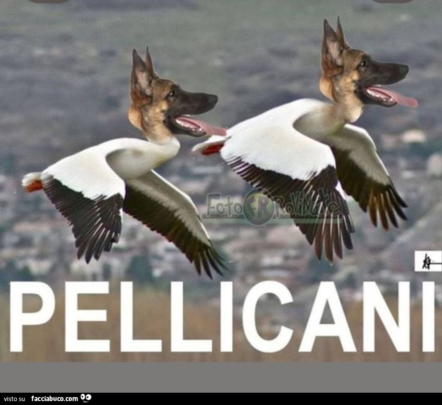 Pellicani