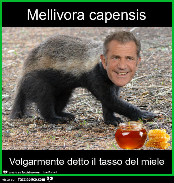 Mellivora capensis volgarmente detto il tasso del miele