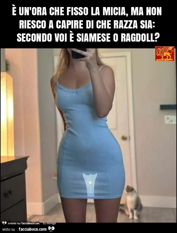 È un'ora che fisso la micia, ma non riesco a capire di che razza sia: secondo voi è siamese o ragdoll?