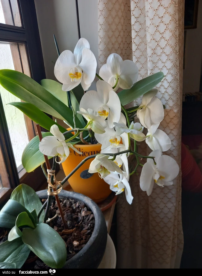 Vaccata