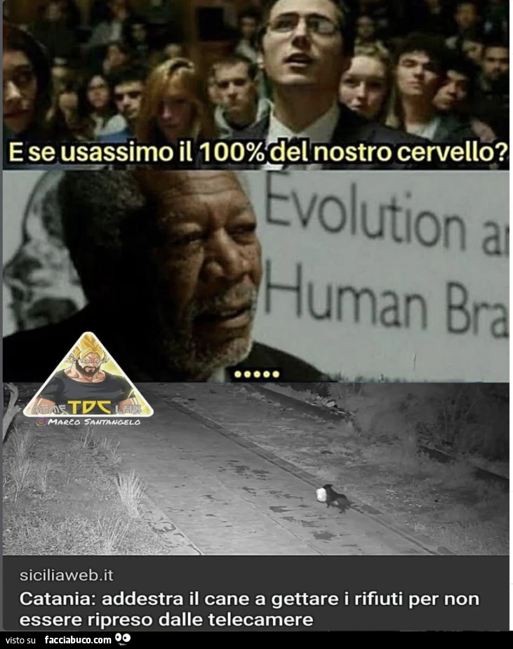 Vaccata