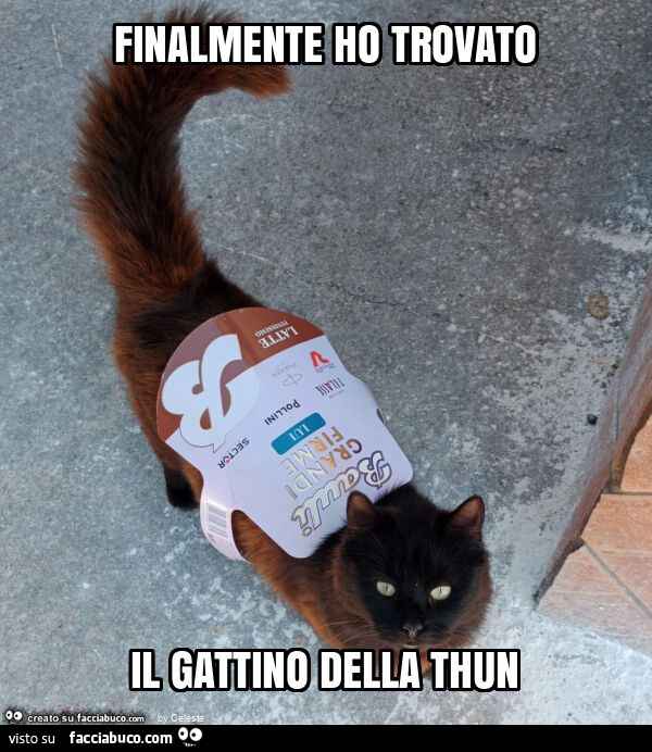 Finalmente ho trovato il gattino della thun