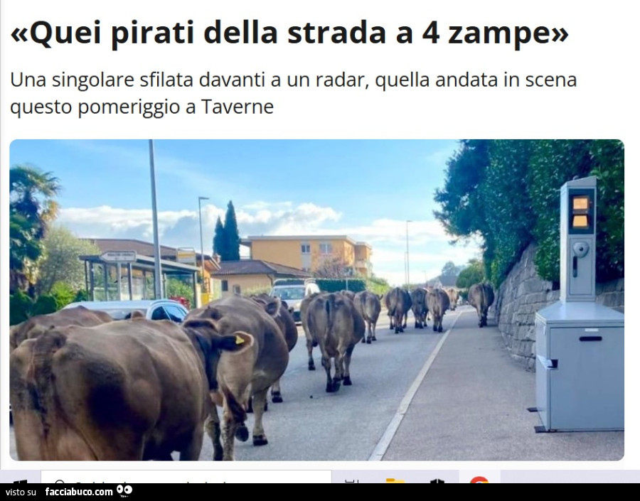 Transumanza, mucche, radar