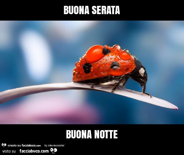 Buona serata buona notte