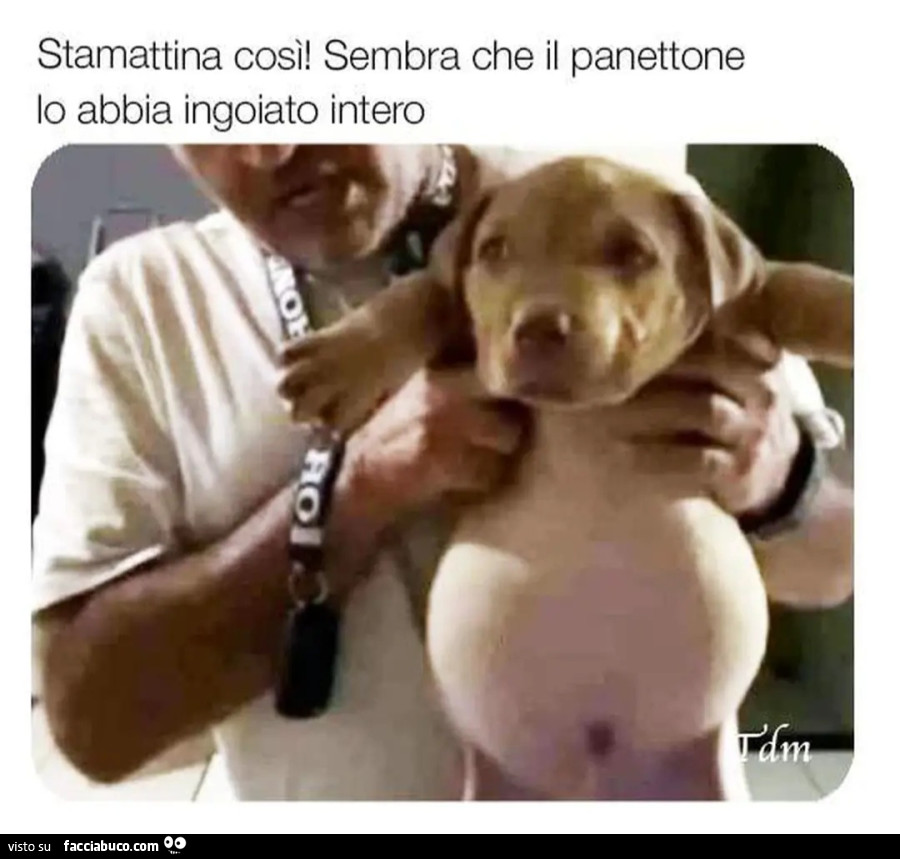 Stamattina così sembra che il panettone lo abbia ingoiato intero tamarro di merda