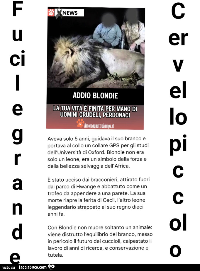 Fucile grande cervello piccolo. Addio Blondie