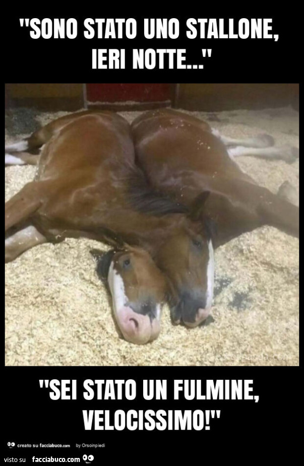"sono stato uno stallone, ieri notte… " "sei stato un fulmine, velocissimo! "