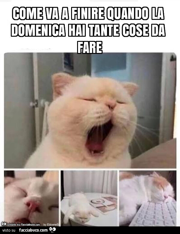 Come va a finire quando la domenica hai tante cose da fare