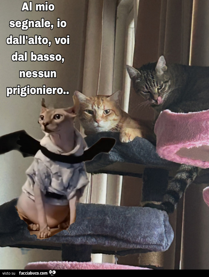 Vaccata