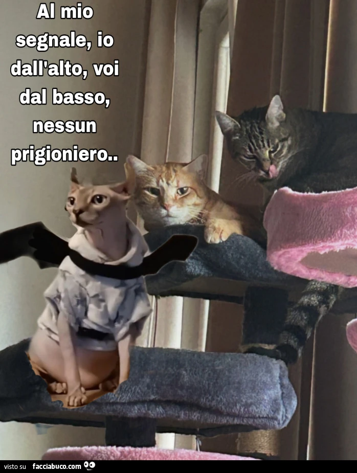 Vaccata