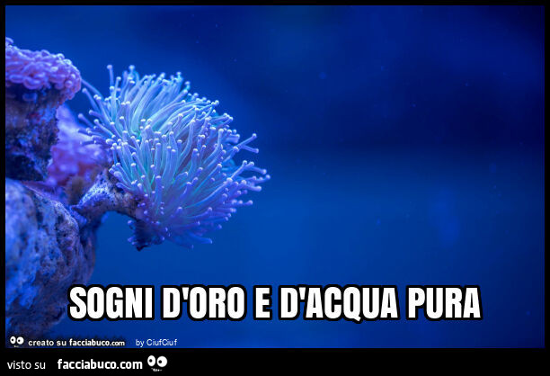 Sogni d'oro e d'acqua pura