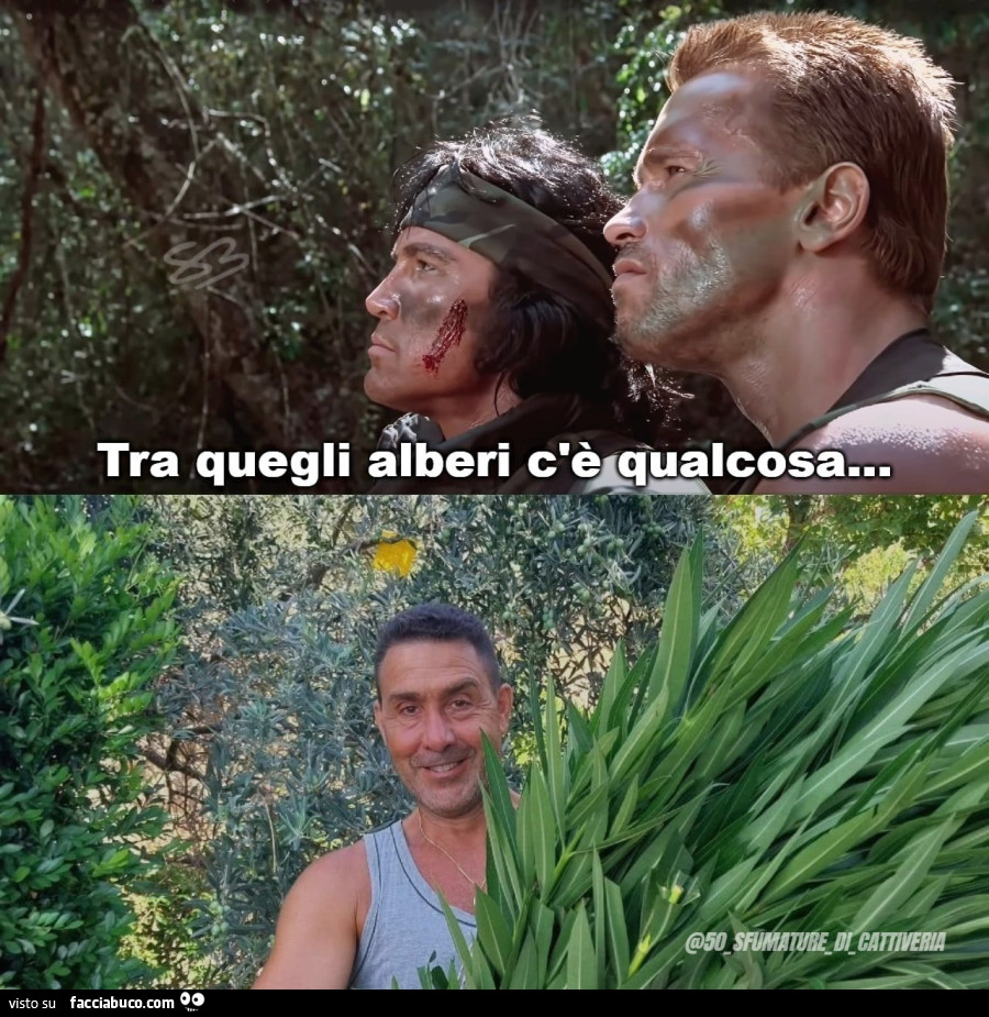 Tra quegli alberi c'è qualcosa