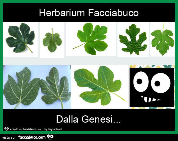 Herbarium facciabuco dalla genesi. Foglia di fico