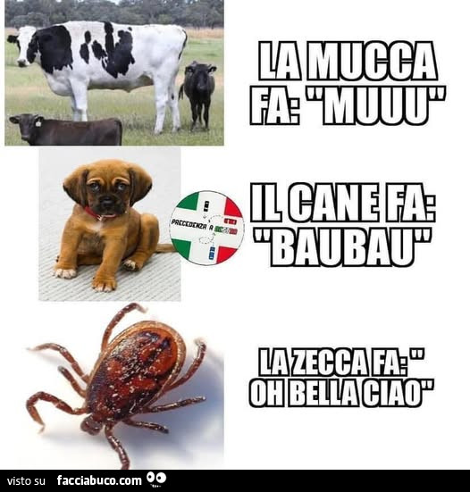 Vaccata