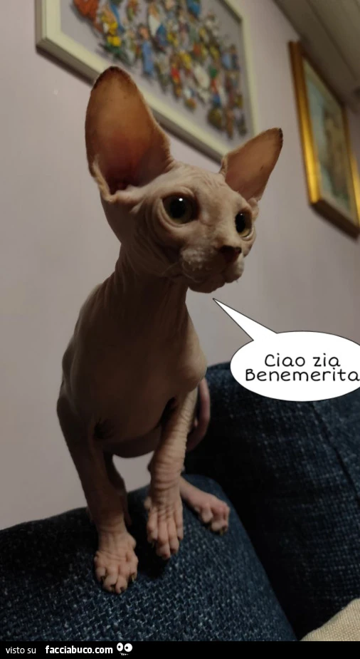 Vaccata