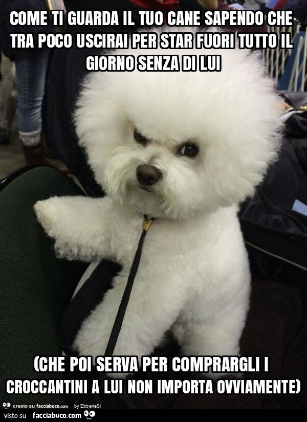 Come ti guarda il tuo cane sapendo che tra poco uscirai per star fuori tutto il giorno senza di lui (che poi serva per comprargli i croccantini a lui non importa ovviamente)