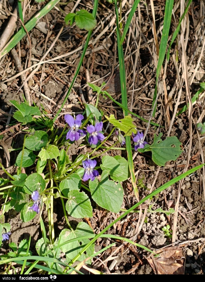 Vaccata
