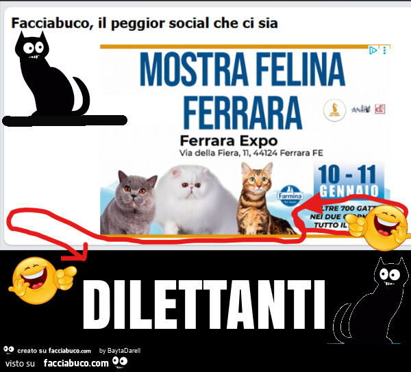 Mostra felina a Ferrara. Che saranno mai "oltre 700 gatti" in due giorni. Dilettanti