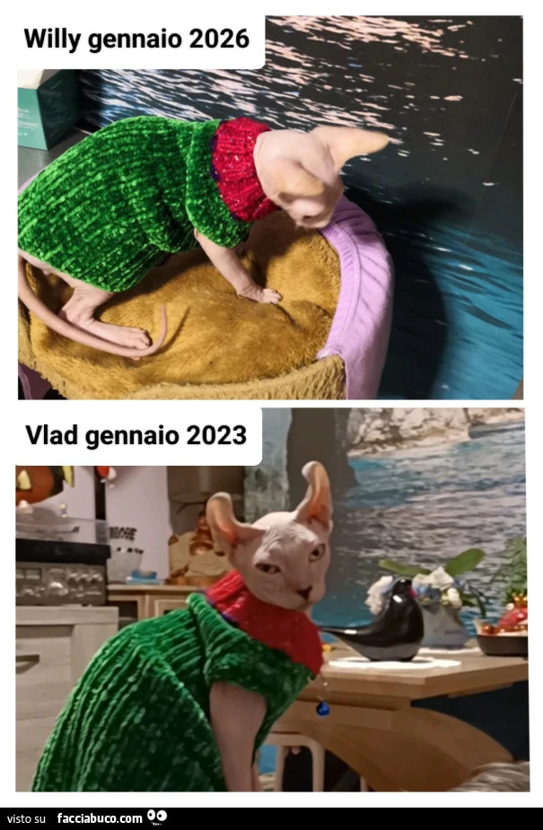 Vaccata