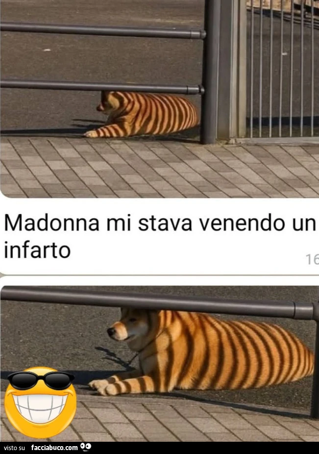 Vaccata